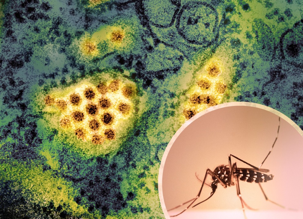 Aedes mosquito and a transmission electron micrograph of dengue virus particles. Aedes mosquitoes are known to transmit dengue virus.