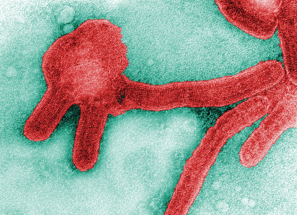 Marburg virus; 1968; F. A. Murphy; Cynthia Goldsmith